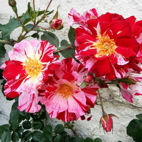 Rosa Fourth of July™ - rot - weiß - kletterrosen